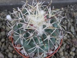 Coryphantha poselgeriana valida El Hundido pot 5,5 cm - 12404721