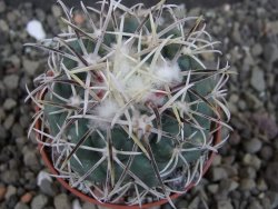 Coryphantha poselgeriana valida El Hundido pot 5,5 cm - 12404722