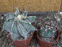 Astrophytum Dinosaur X ornatum pot 6,5 cm - 12404749