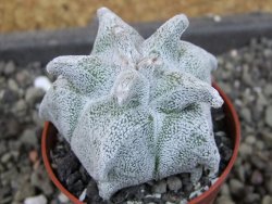 Asrophytum coahuilense Hakuran, pot 5,5 cm