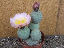 Tephrocactus geometricus pot 10 cm