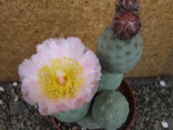 Tephrocactus geometricus pot 10 cm - 12404797
