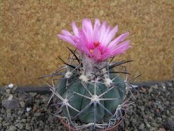 Echinocactus horizonthalonius KKR 81 El Pilar, pot 7 cm