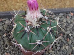 Echinocactus horizonthalonius RS 1038 La Trinidad, SLP pot 5,5 cm