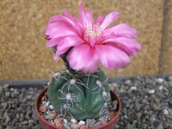 Gymnocalycium denudatum Jan Šuba, pot 6,5 cm - 12404904