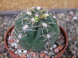 Gymnocalycium denudatum Jan Šuba, pot 6,5 cm - 12404906