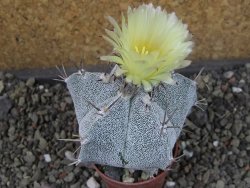 Astrophytum Onzuko X ornatum pot 5,5 cm