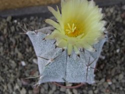 Astrophytum Onzuko X ornatum pot 5,5 cm - 12404917