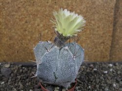 Astrophytum Onzuko X ornatum pot 5,5 cm - 12404918