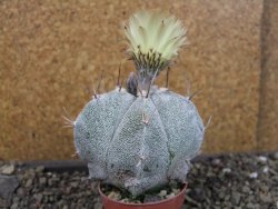Astrophytum Onzuko X ornatum pot 5,5 cm - 12404919