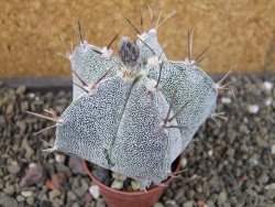 Astrophytum Onzuko X ornatum pot 5,5 cm - 12404920