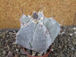 Astrophytum Onzuko X ornatum pot 5,5 cm - 12404921