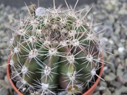 Echinopsis hybrid pot 5,5 cm - 12404936