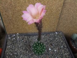Echinopsis hybrid pot 5,5 cm - 12404959