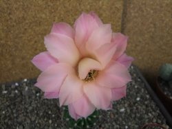 Echinopsis hybrid pot 5,5 cm
