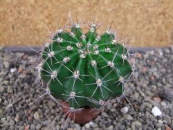 Echinopsis hybrid pot 5,5 cm - 12404962
