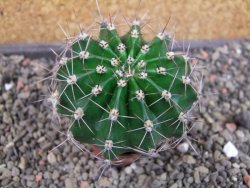 Echinopsis hybrid pot 5,5 cm - 12404963