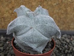 Asrophytum coahuilense Hakuran quadricostatum, pot 5,5 cm