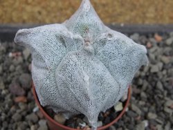 Asrophytum coahuilense Hakuran quadricostatum, pot 5,5 cm - 12404968