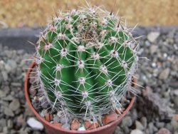 Echinopsis hybrid pot 5,5 cm - 12405018