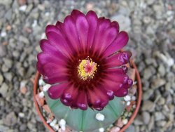Astrophytum  asterias X oibo red flower, akabana, pot 5,5 cm