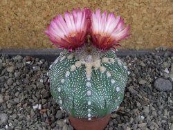 Astrophytum  asterias X oibo red flower, akabana, pot 5,5 cm - 12405036