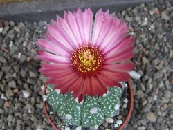 Astrophytum  asterias X oibo red flower, akabana, pot 5,5 cm