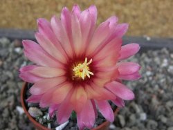 Astrophytum  capricorne X oibo červený květ, akabana,  pot 5,5 cm