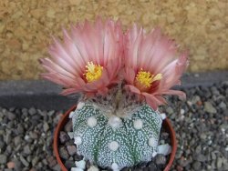 Astrophytum  Hanazano Kabuto X red červený květ, akabana, pot 5,5 cm - 12405103