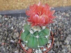 Astrophytum  niveum nudum X red červený květ, akabana, pot 5,5 cm