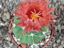Astrophytum  niveum nudum X red červený květ, akabana, pot 5,5 cm - 12405108