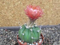 Astrophytum  niveum nudum X red červený květ, akabana, pot 5,5 cm - 12405109