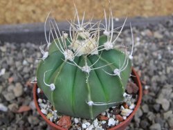 Astrophytum  niveum nudum X red červený květ, akabana, pot 5,5 cm - 12405110