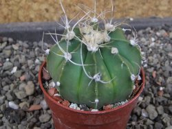 Astrophytum  niveum nudum X red červený květ, akabana, pot 5,5 cm - 12405111
