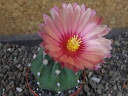 Astrophytum  niveum nudum X red červený květ, akabana, pot 5,5 cm