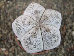 Astrophytum Onzuko pot 6,5 cm