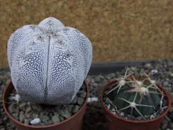 Astrophytum Onzuko pot 6,5 cm - 12405178