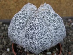 Astrophytum Onzuko relief pot 6,5 cm