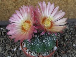 Astrophytum  asterias X oibo red flower, akabana, pot 5,5 cm