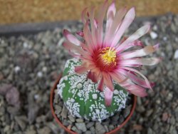 Astrophytum  Super Kabuto X červený red flower, akabana, pot 5,5 cm