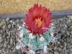 Astrophytum  niveum X red červený květ, akabana, pot 5,5 cm - 12405209