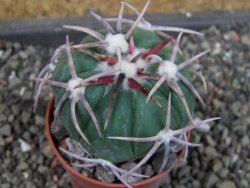 Echinocactus horizonthalonius Corazon del Monte pot 5,5 cm - 12405251