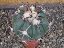 Echinocactus horizonthalonius pot 5,5 cm - 12405254