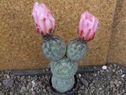 Tephrocactus geometricus Semenáč pot 5,5 cm - 12405392