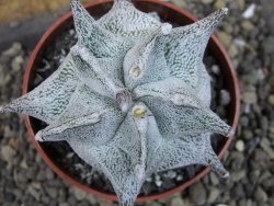 Asrophytum coahuilense Hakuran pot 6,5 cm Roubovaný - 12405416