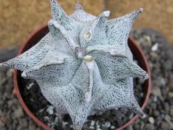 Asrophytum coahuilense Hakuran pot 6,5 cm Roubovaný - 12405417