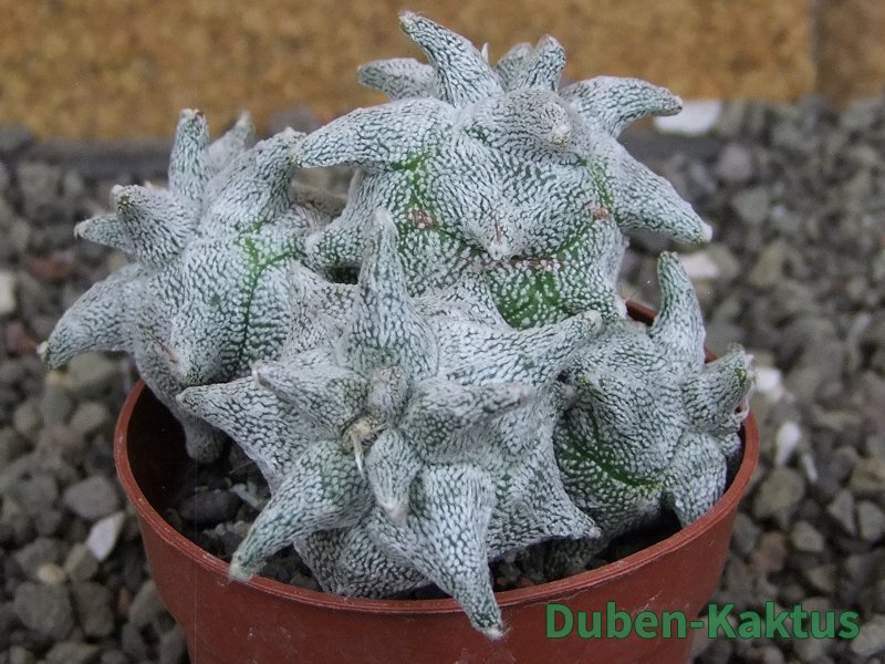 Asrophytum coahuilense Hakuran Hakun pot 5,5 cm Roubovaný