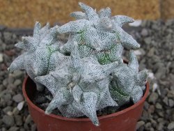 Asrophytum coahuilense Hakuran Hakun pot 5,5 cm Roubovaný