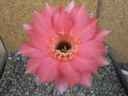 Echinopsis hybrid pot 7 cm