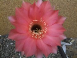 Echinopsis hybrid pot 7 cm - 12405469